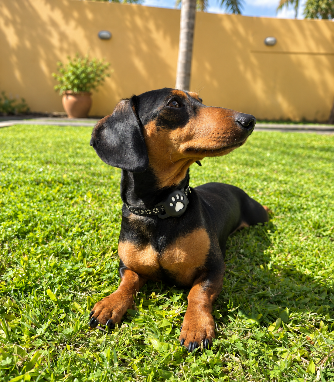 Perro salchicha negro y fuego acostado en el pasto con el localizador GPS UNO+ en el collar