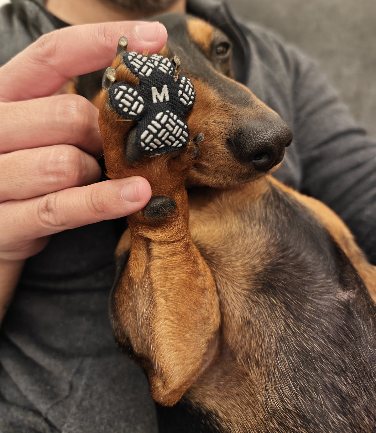Mano sosteniendo la pata de un perro salchicha con un protector antideslizante UNO+ talle M